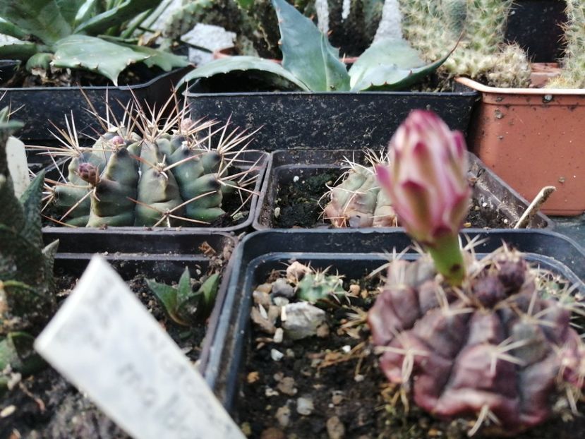  - Agave - cactuși - suculente