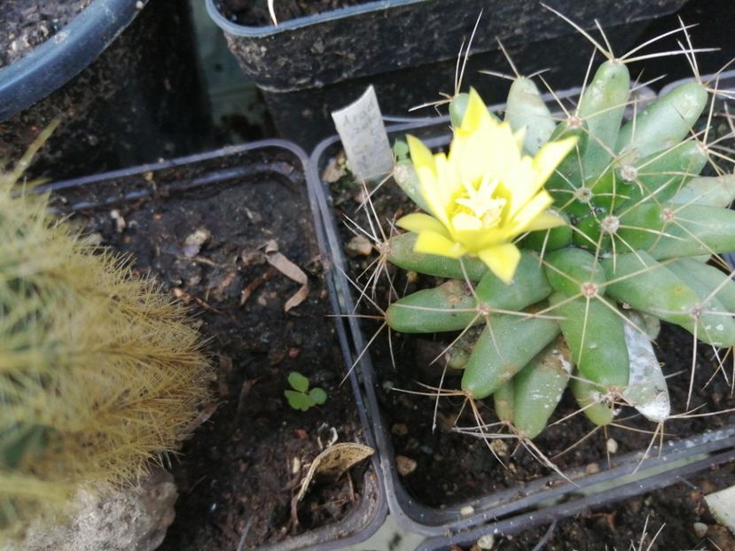  - Agave - cactuși - suculente