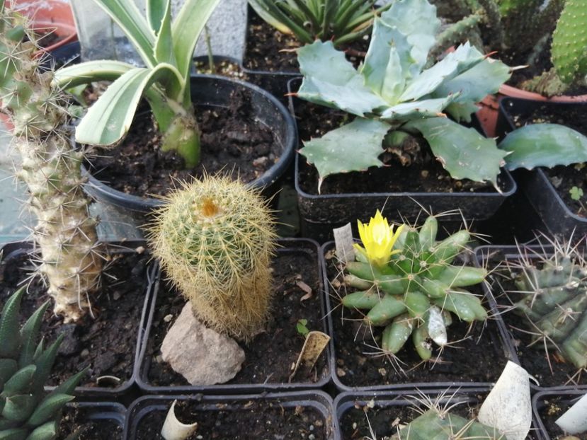  - Agave - cactuși - suculente