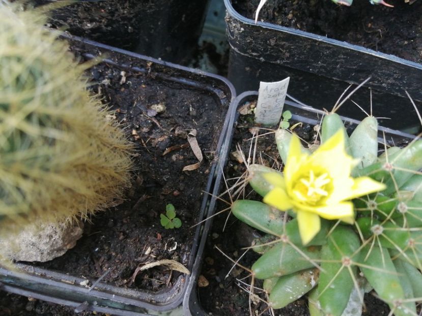  - Agave - cactuși - suculente