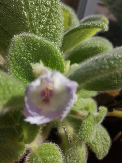 - Episcia