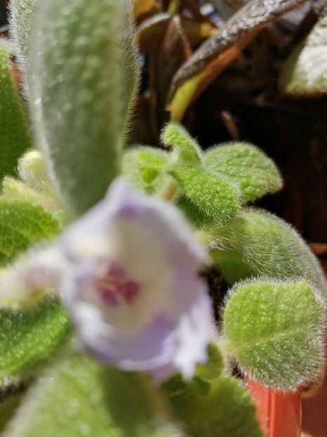  - Episcia