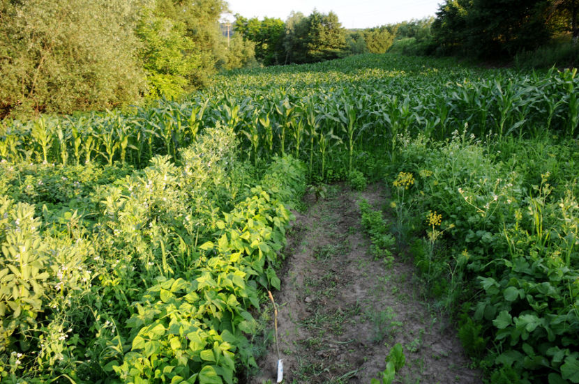  - 03 Gradina de legume 2020