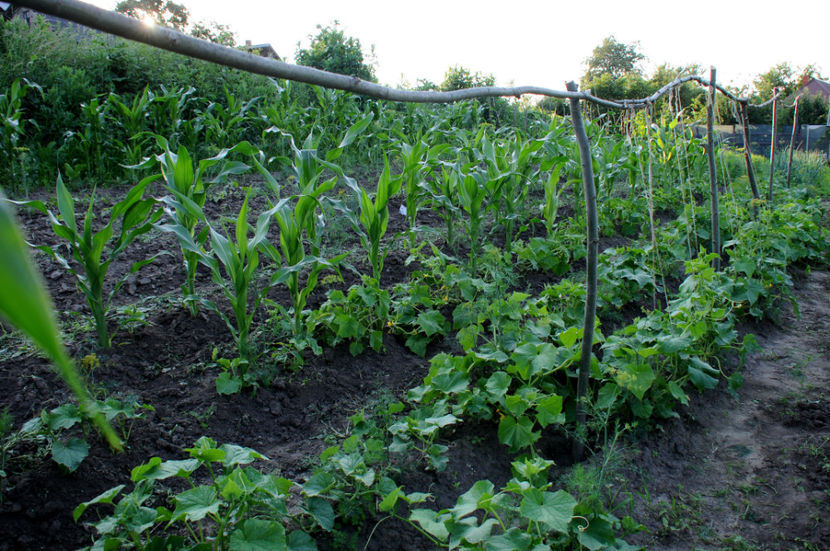  - 03 Gradina de legume 2020