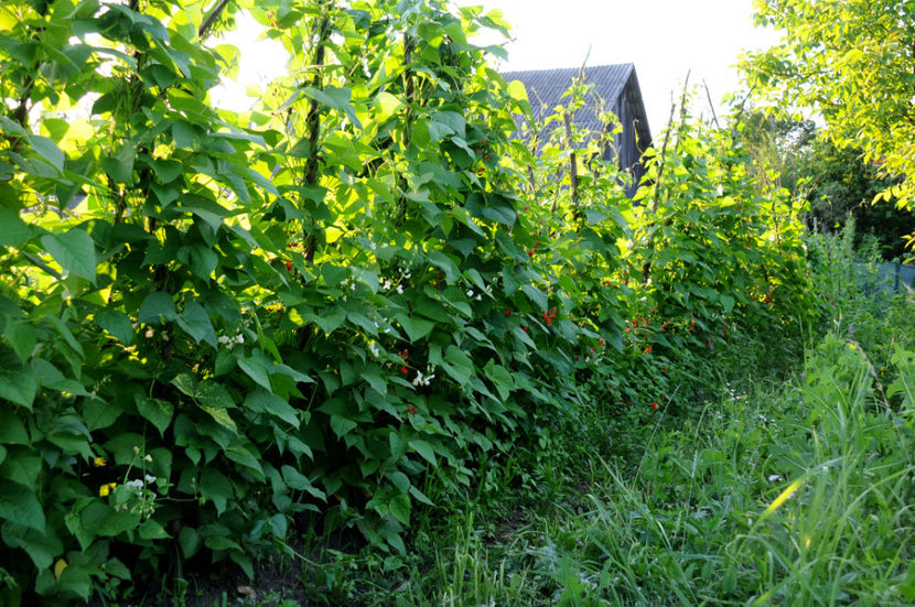  - 03 Gradina de legume 2020