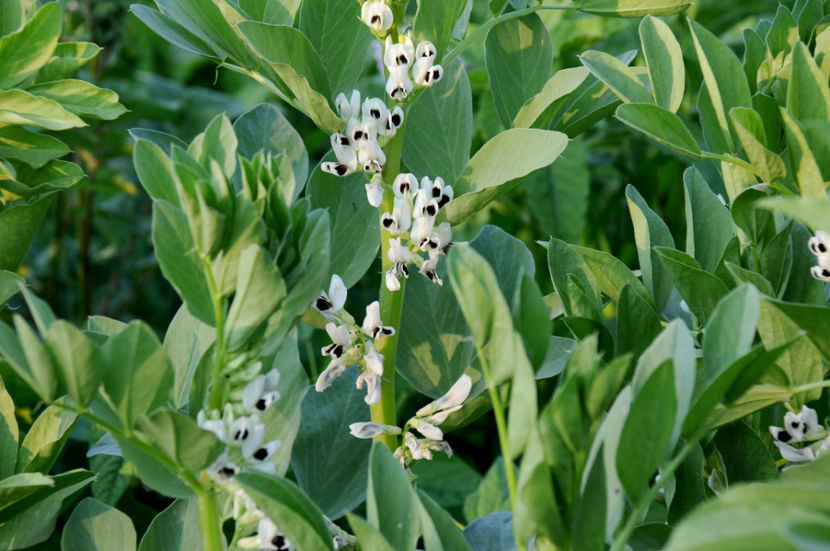  - 03 Gradina de legume 2020