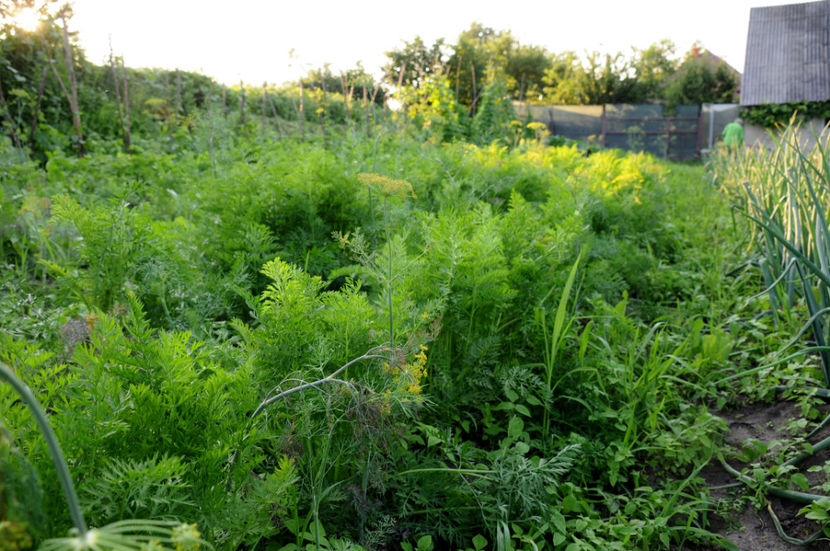  - 03 Gradina de legume 2020