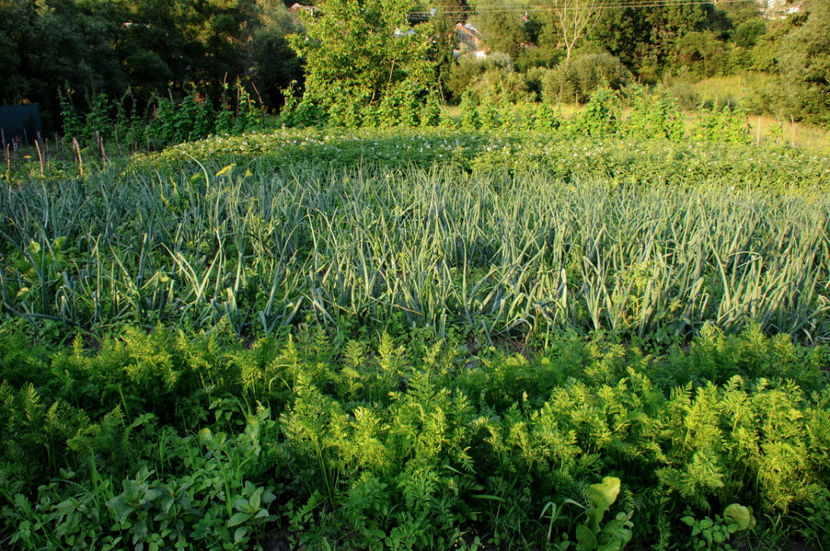  - 03 Gradina de legume 2020