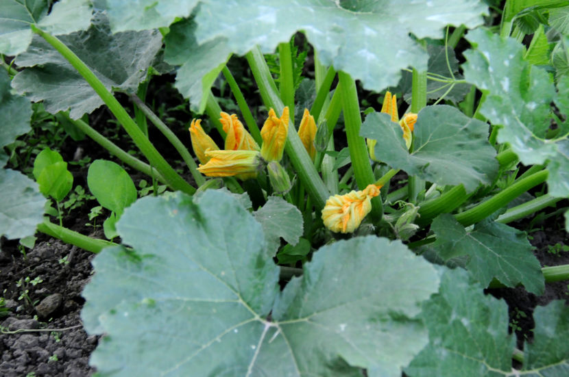  - 03 Gradina de legume 2020