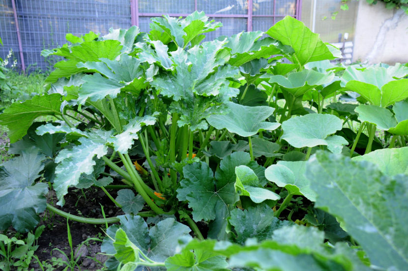  - 03 Gradina de legume 2020