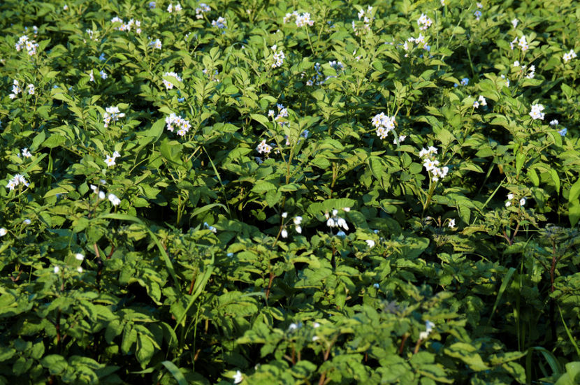  - 03 Gradina de legume 2020