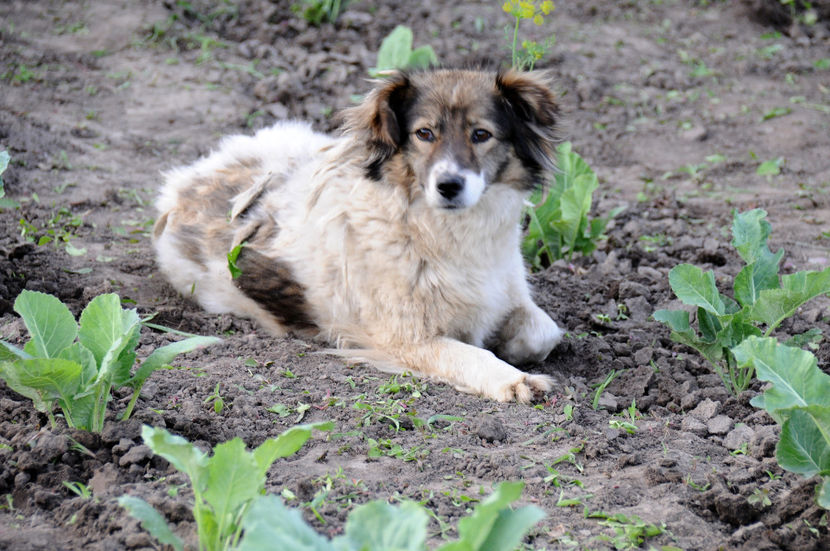  - 03 Gradina de legume 2020