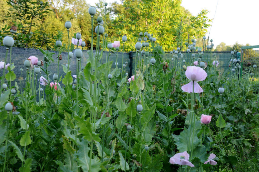  - 03 Gradina de legume 2020