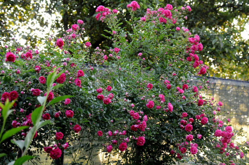  - 04 Gradina de flori 2020