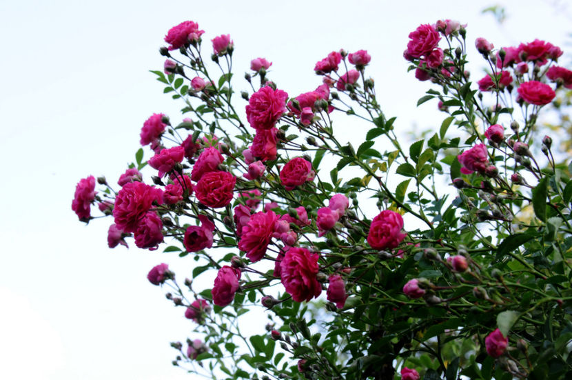  - 04 Gradina de flori 2020