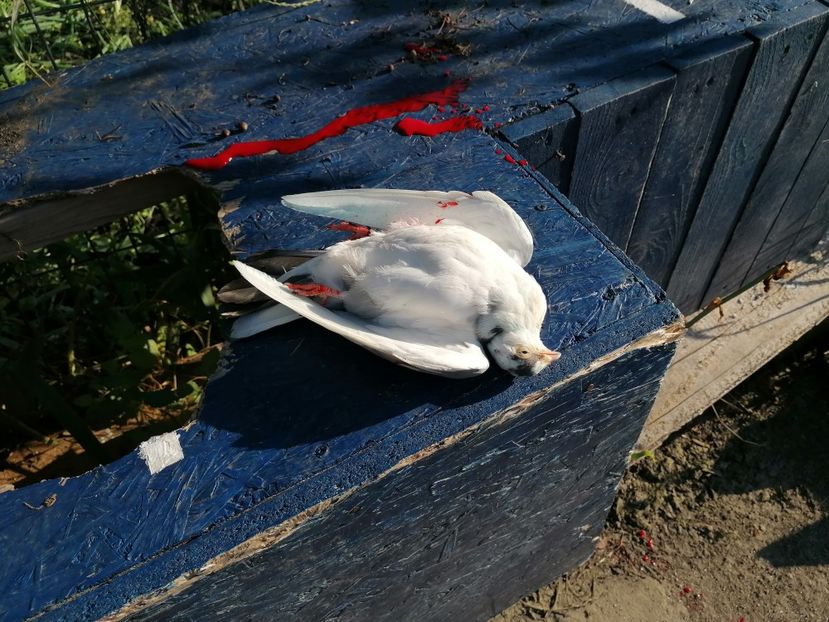  - asa patesc cazatorii