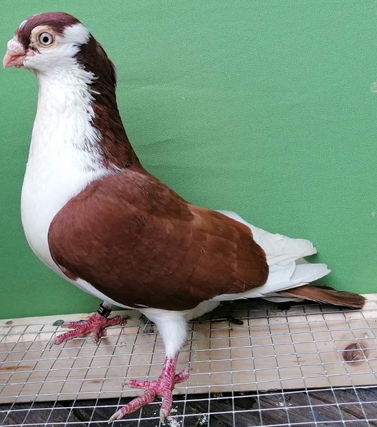  - porumbei care mi-au apartinut