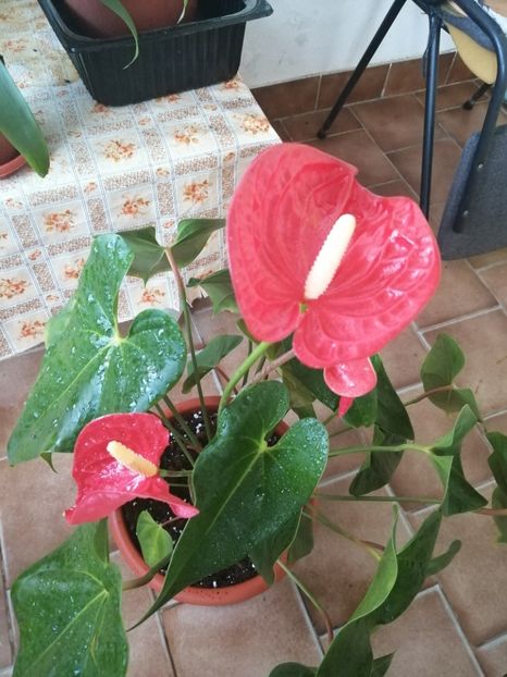  - Anthurium