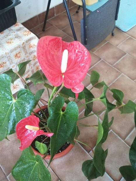  - Anthurium