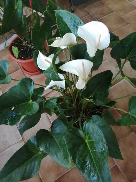 - Anthurium