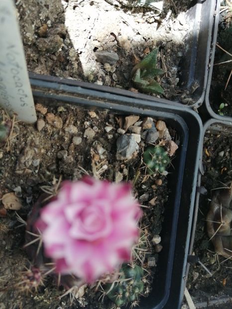  - Agave - cactuși - suculente