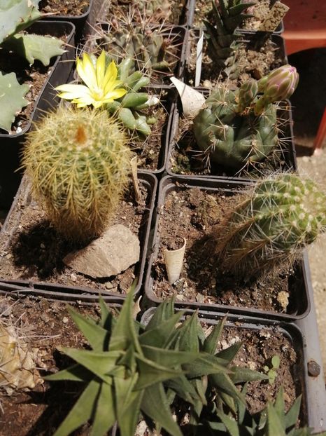  - Agave - cactuși - suculente