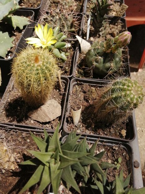  - Agave - cactuși - suculente