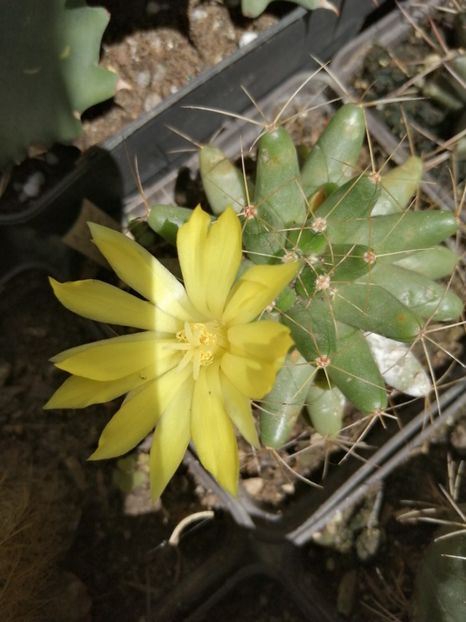  - Agave - cactuși - suculente
