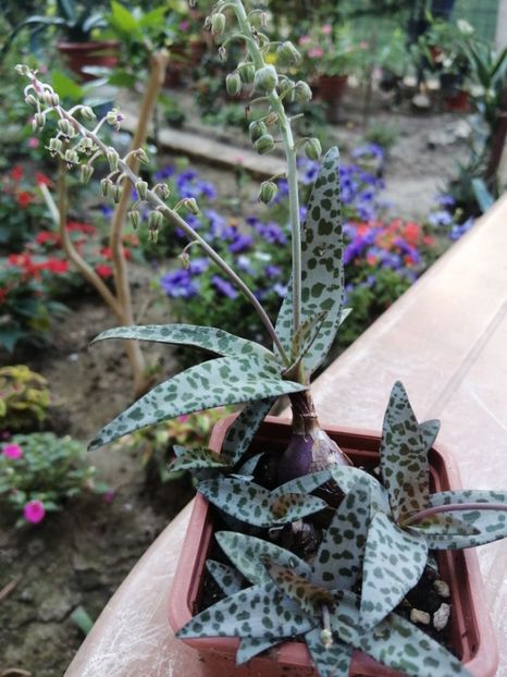  - Agave - cactuși - suculente