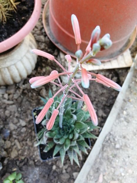  - Agave - cactuși - suculente