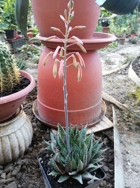  - Agave - cactuși - suculente