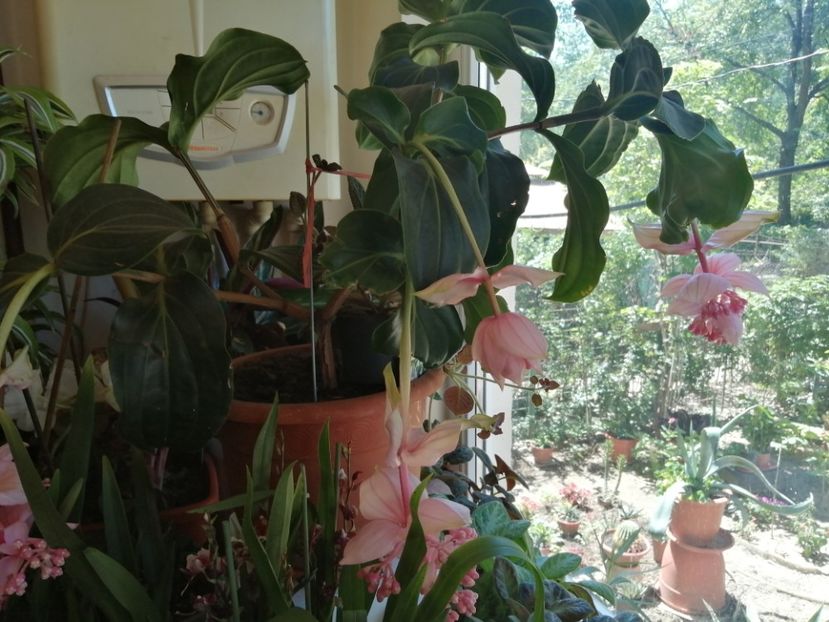  - Medinilla Magnifica