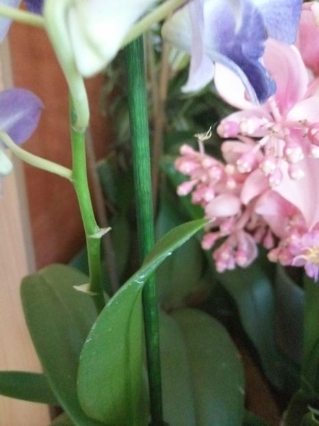  - Medinilla Magnifica