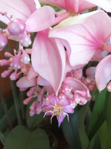  - Medinilla Magnifica