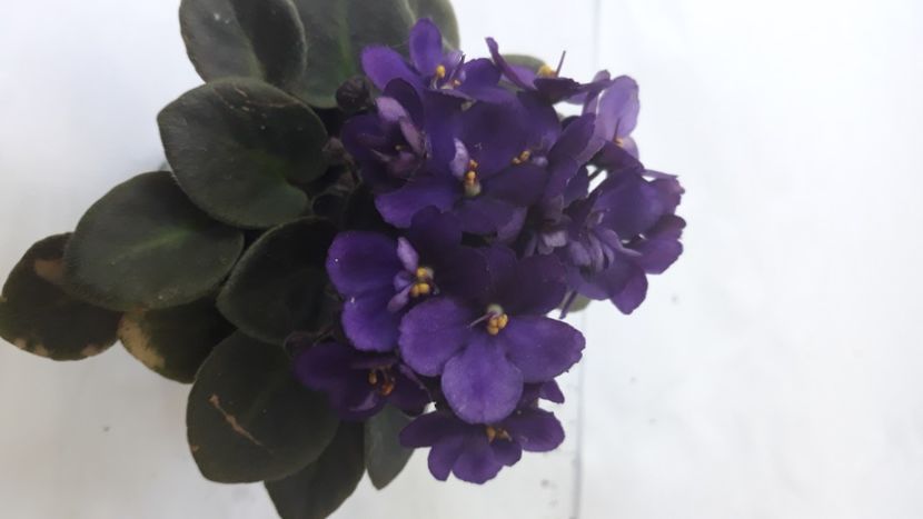 Violeta semimini - Violete Africane