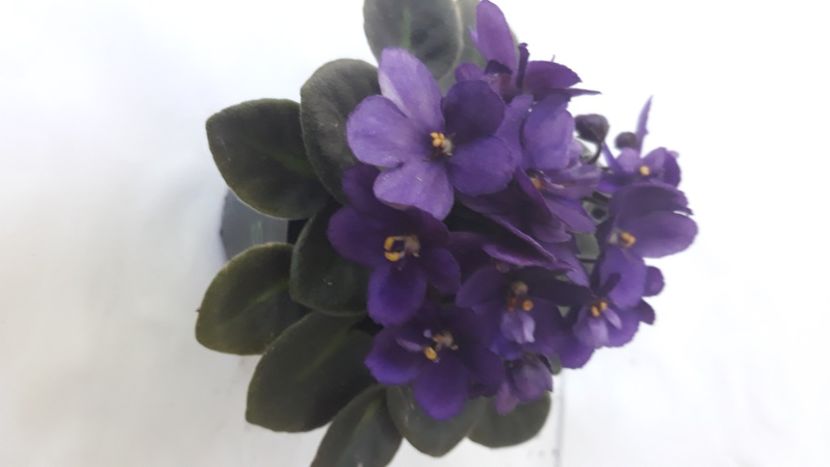  - Violete Africane