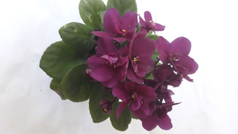 Violeta semimini - Violete Africane