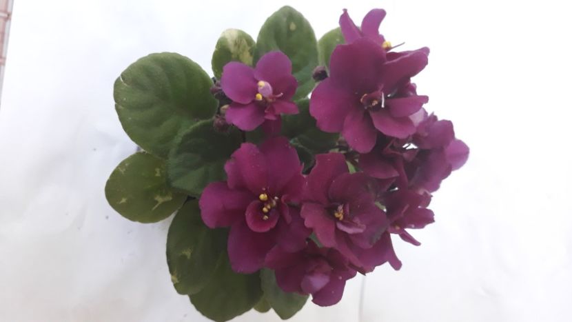  - Violete Africane