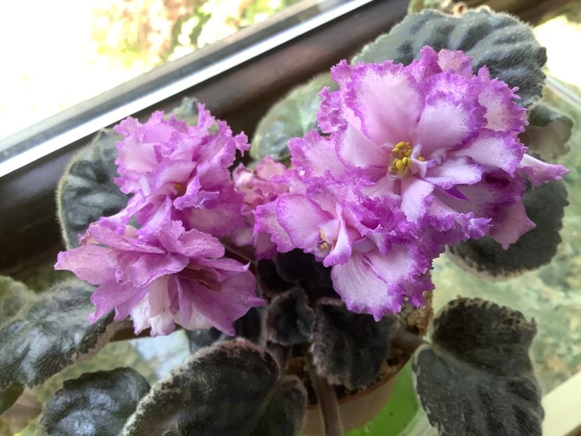 71960757-582D-4F8B-B6B9-261448E026E7 - Ma s Pink Beetles