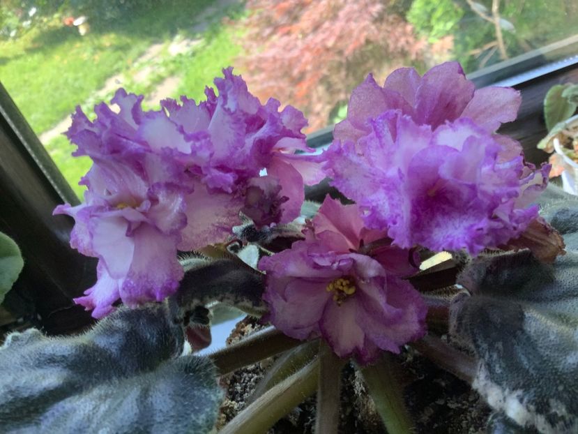 E111095F-ADEB-432C-8E8D-6767CDC477A1 - Ma s Pink Beetles