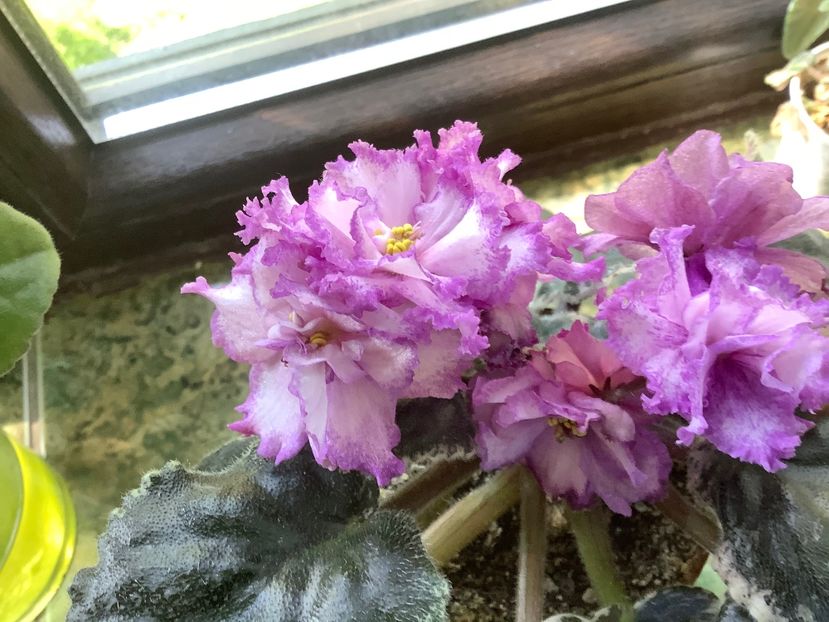 9C35C980-DA26-47E9-AB9A-B0A3FDFD8552 - Ma s Pink Beetles