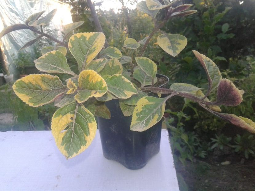 Plectranthus variegat 10 lei - w Produse livrate