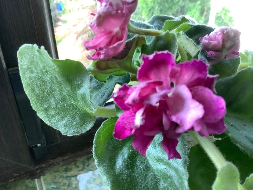  - Frosty Cherry Moroznaia Vishnia