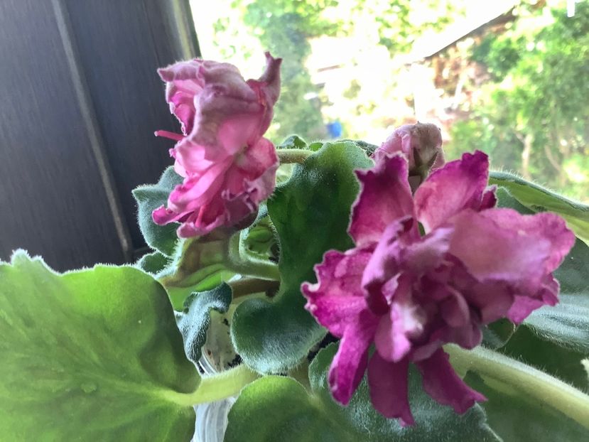  - Frosty Cherry Moroznaia Vishnia