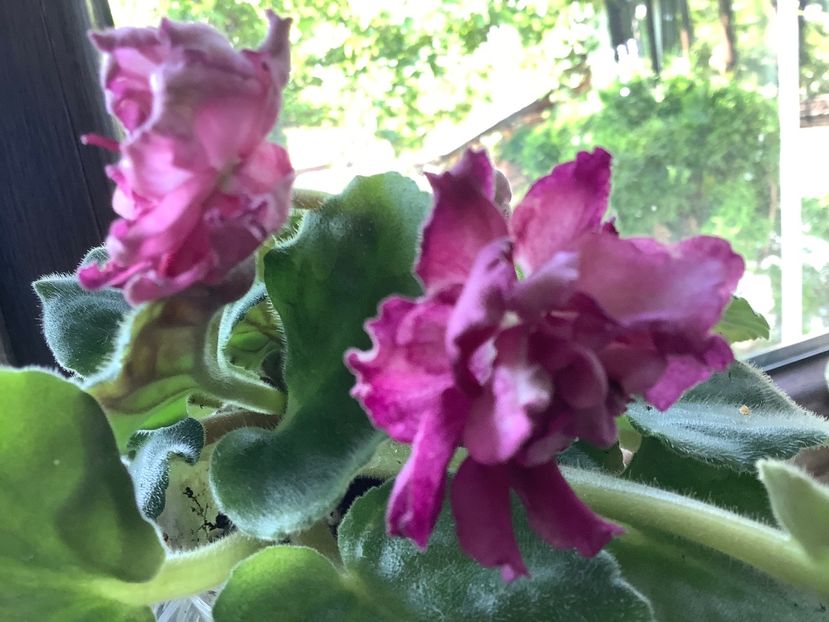  - Frosty Cherry Moroznaia Vishnia