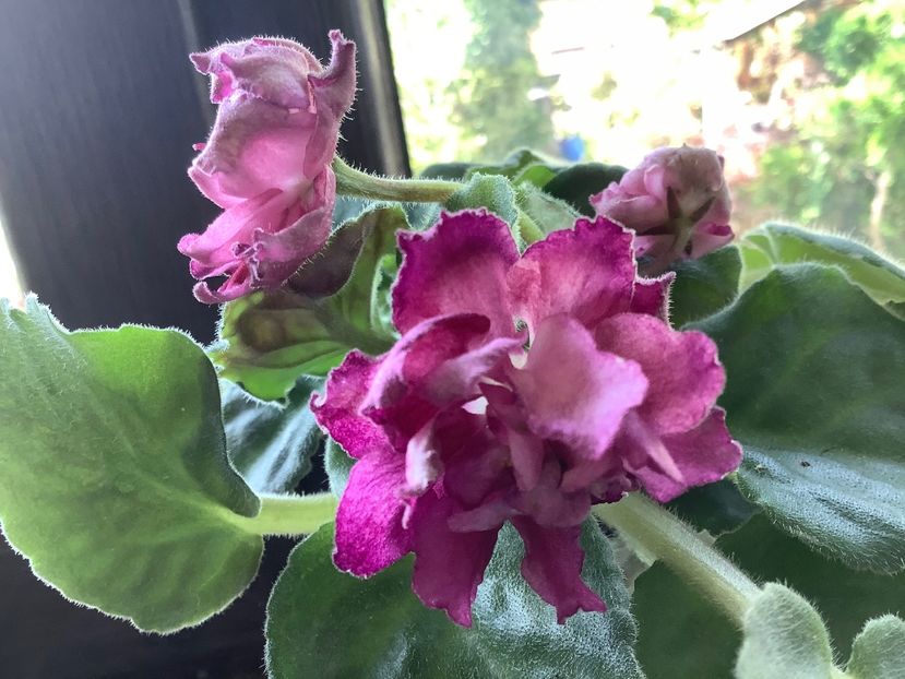  - Frosty Cherry Moroznaia Vishnia