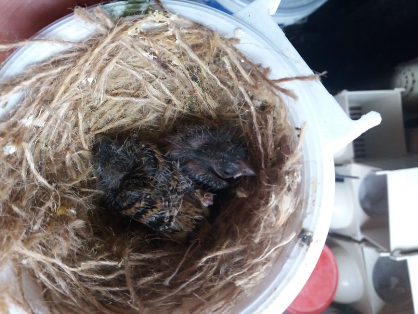  - pui hibrizi canarus 2020