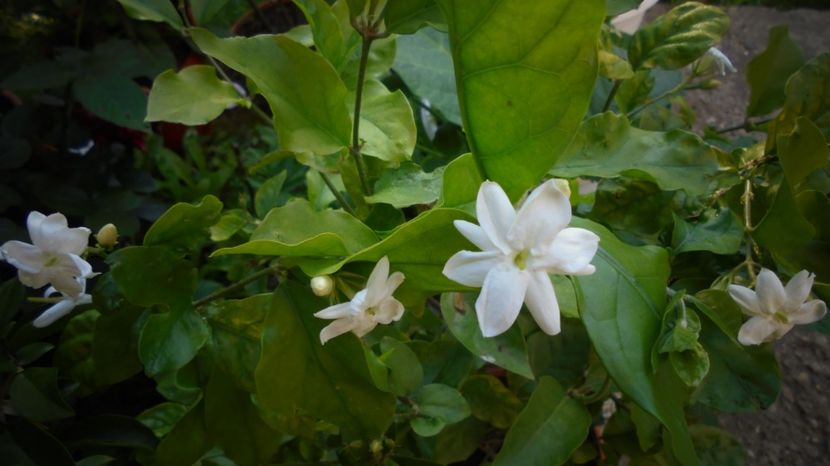 Sambac grandiflorum - Culori 2020