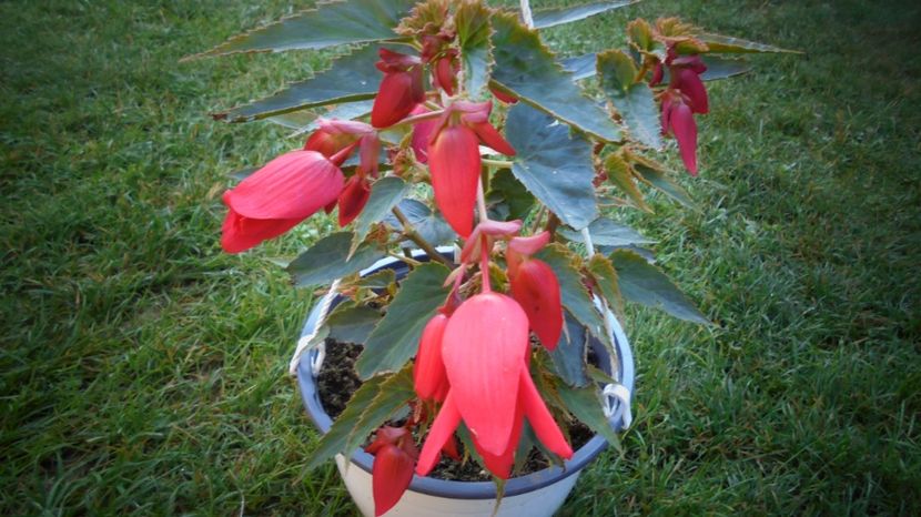 "Boliviensis" - Culori 2020