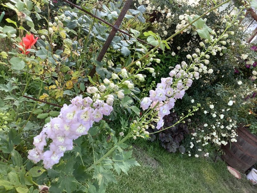  - Delphinium un nou inceput
